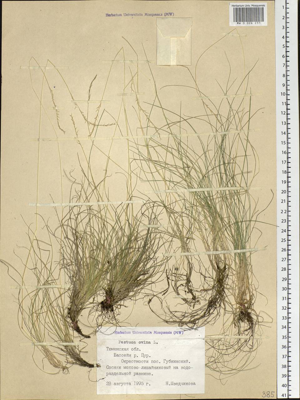 Festuca ovina L., Siberia, Western Siberia (S1) (Russia)