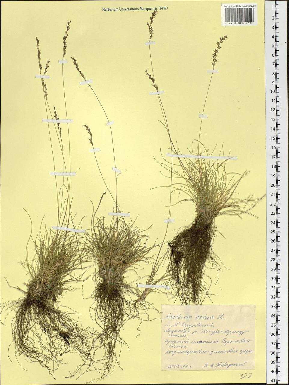 Festuca ovina L., Siberia, Western Siberia (S1) (Russia)