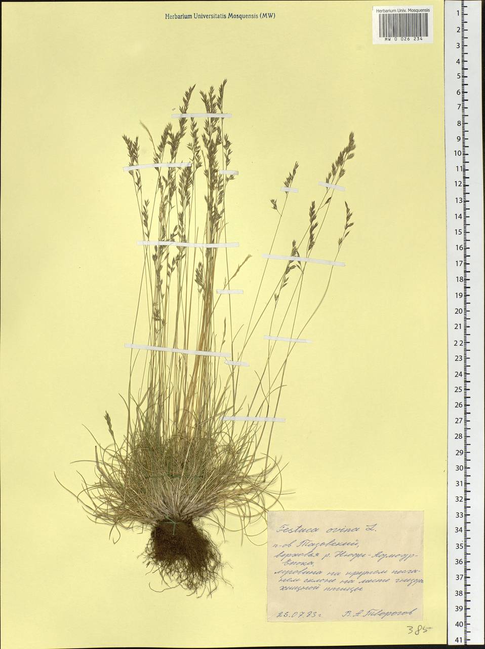 Festuca ovina L., Siberia, Western Siberia (S1) (Russia)