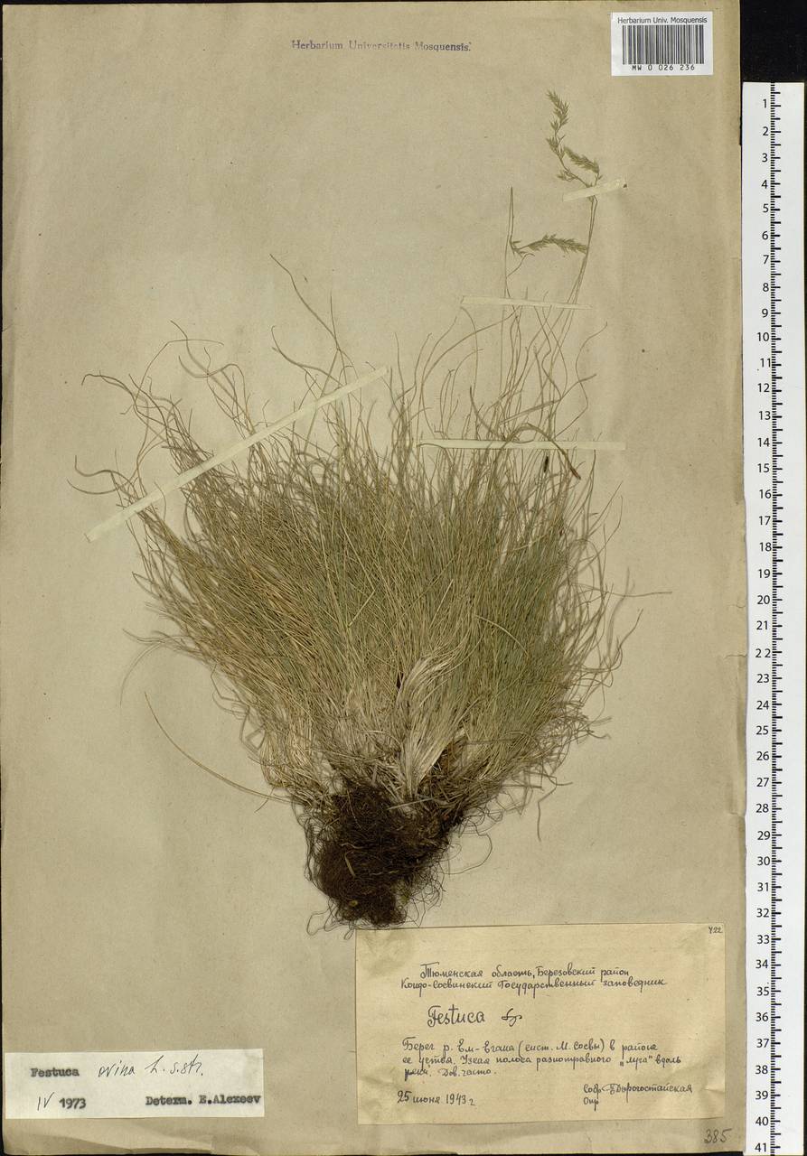 Festuca ovina L., Siberia, Western Siberia (S1) (Russia)