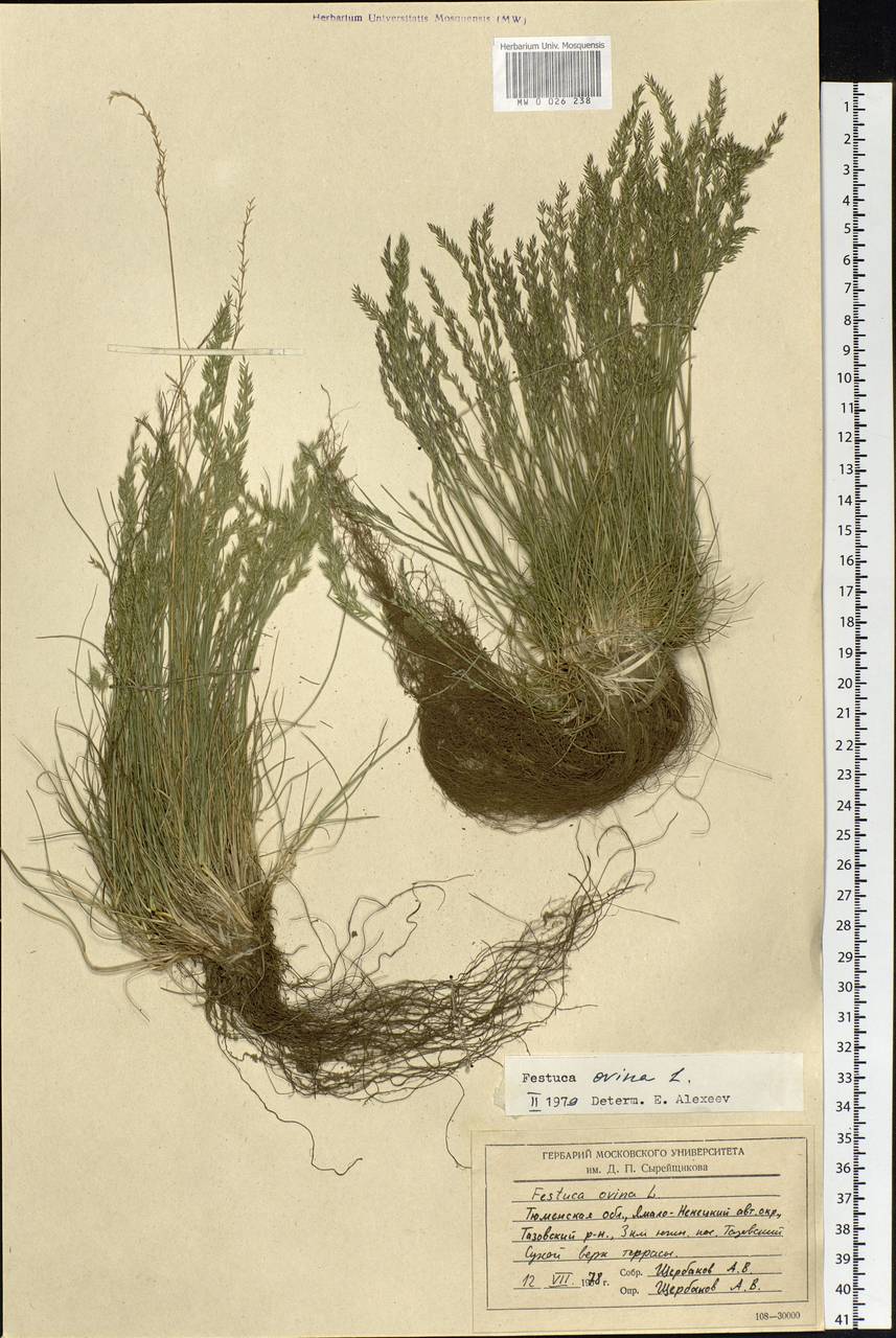 Festuca ovina L., Siberia, Western Siberia (S1) (Russia)