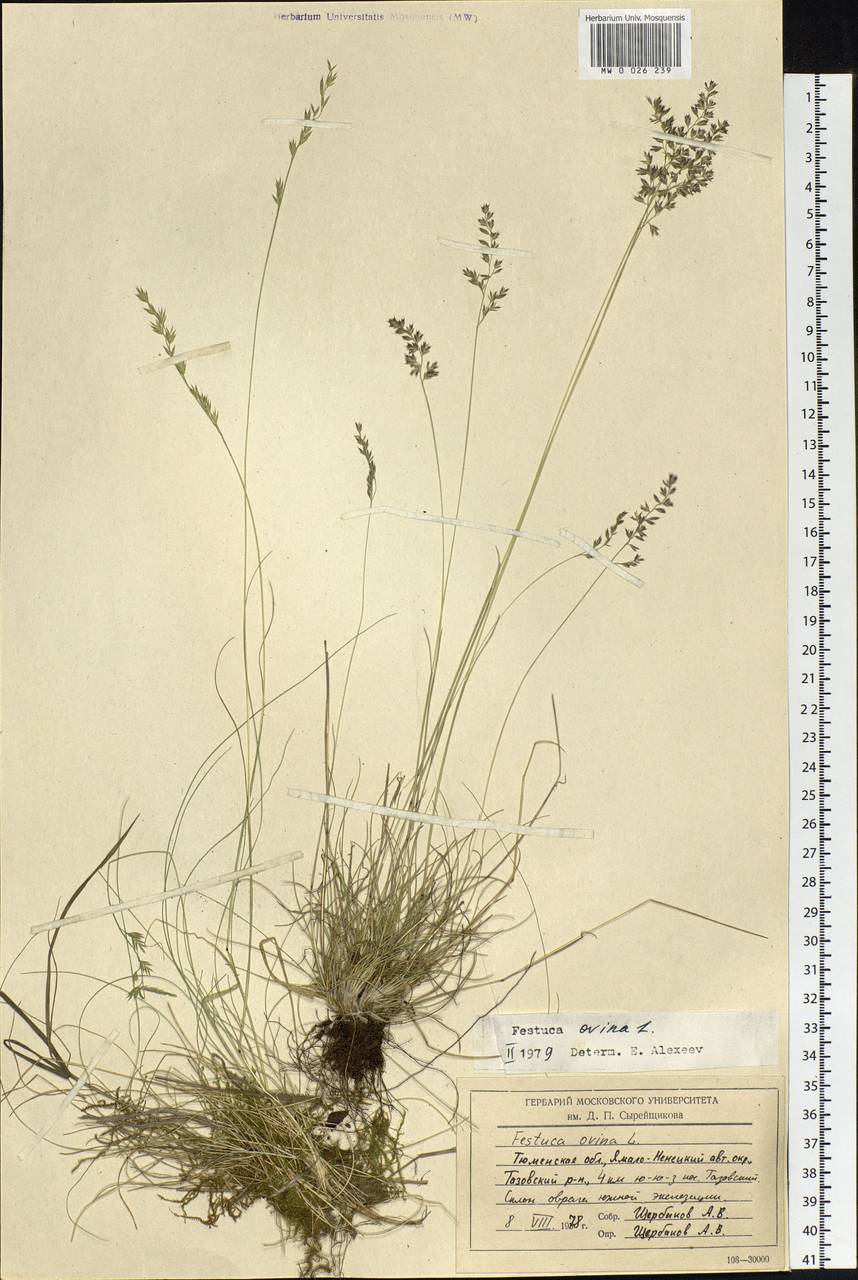 Festuca ovina L., Siberia, Western Siberia (S1) (Russia)