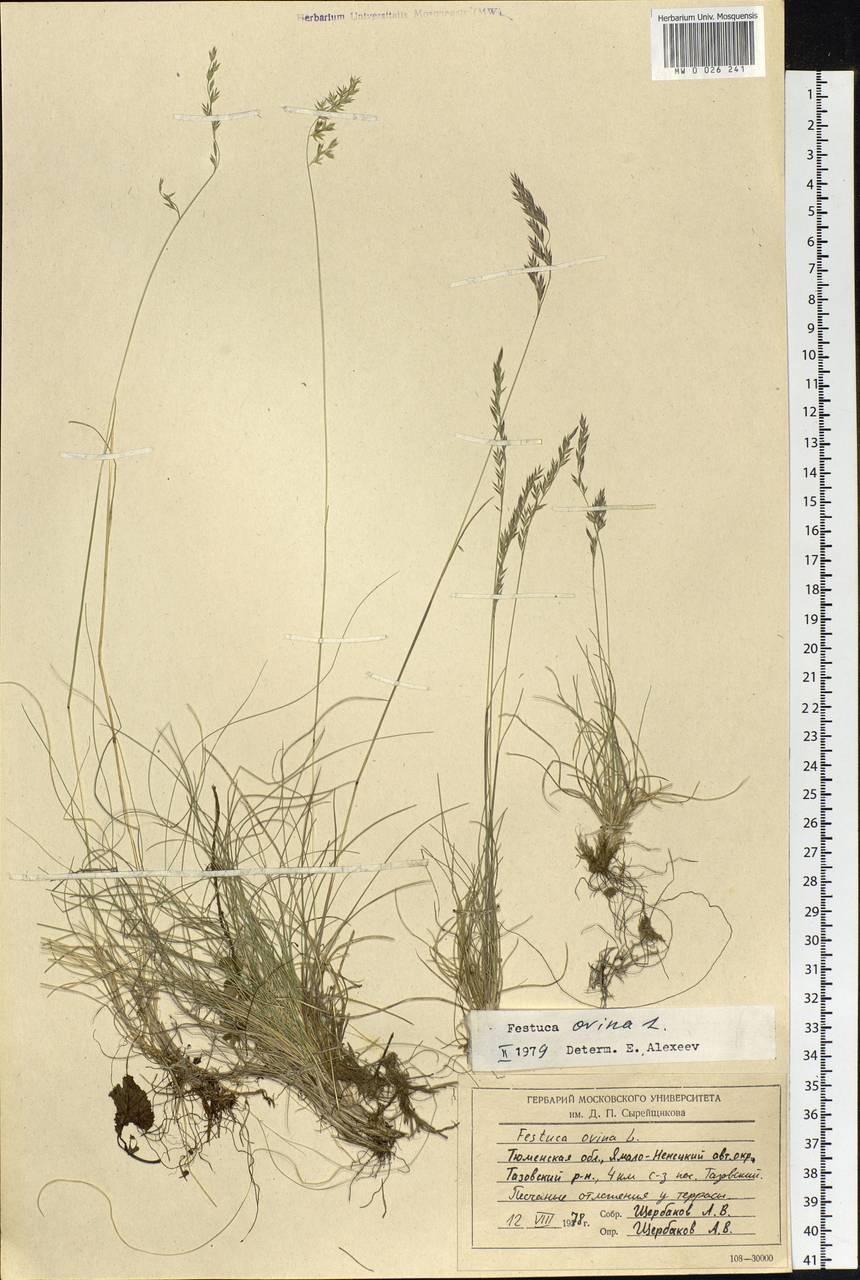 Festuca ovina L., Siberia, Western Siberia (S1) (Russia)