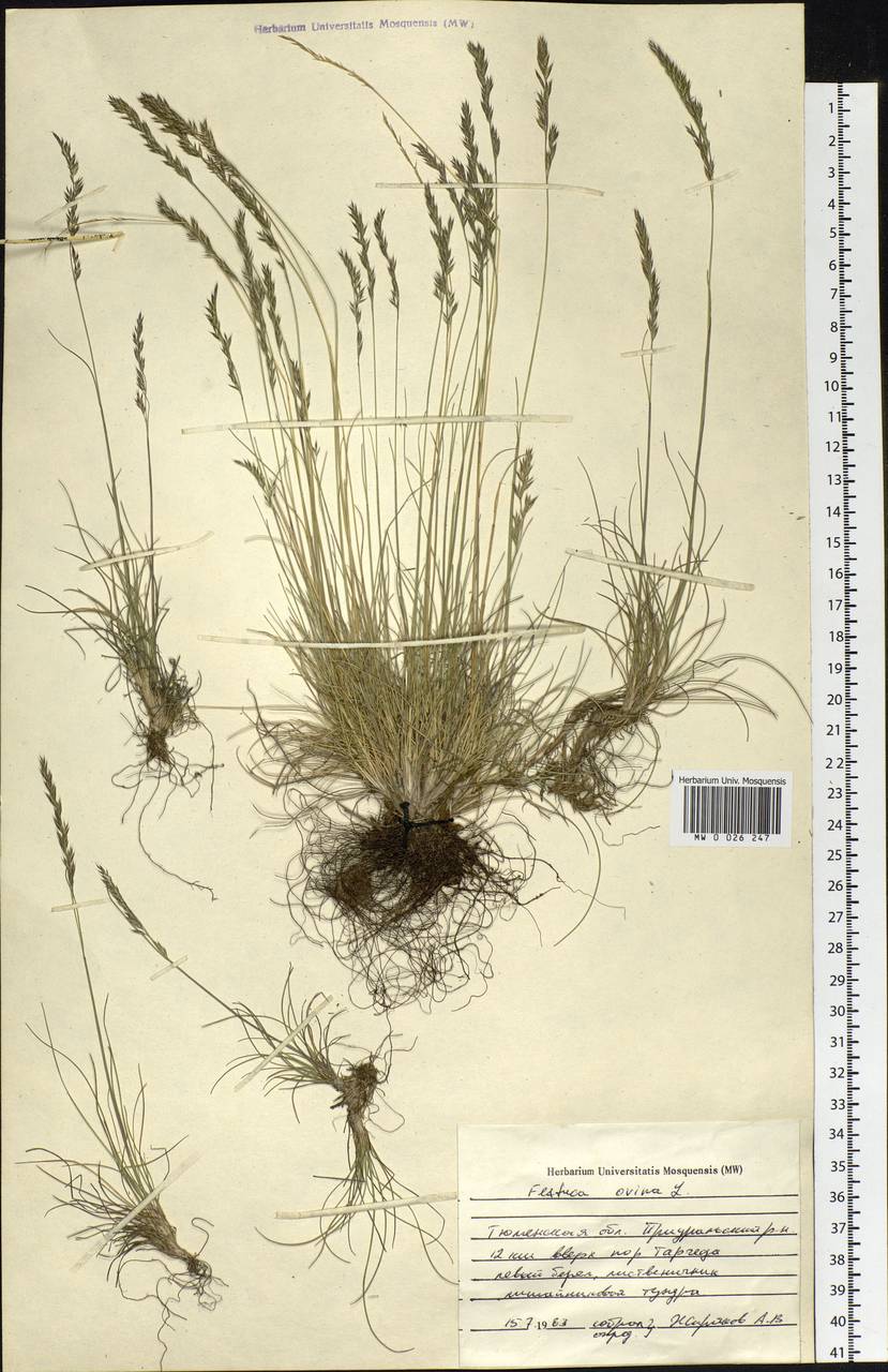 Festuca ovina L., Siberia, Western Siberia (S1) (Russia)