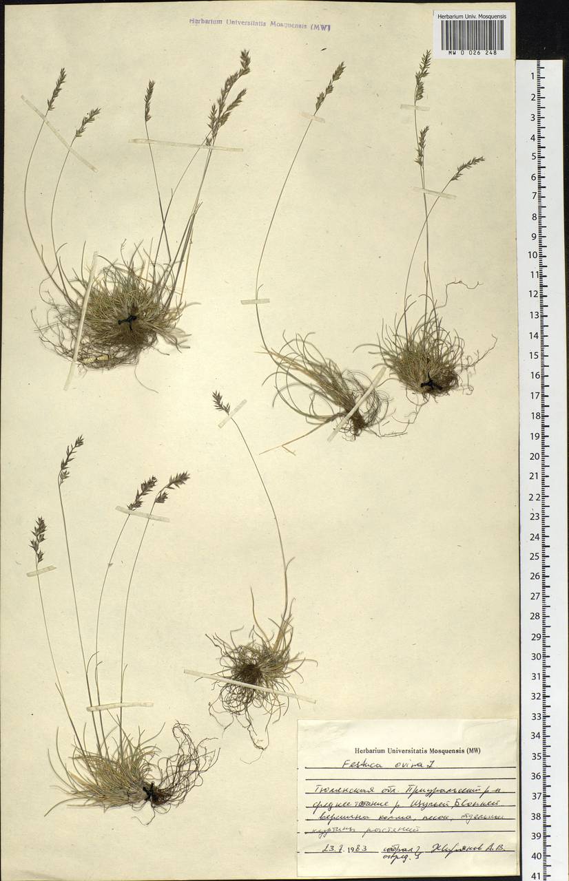 Festuca ovina L., Siberia, Western Siberia (S1) (Russia)