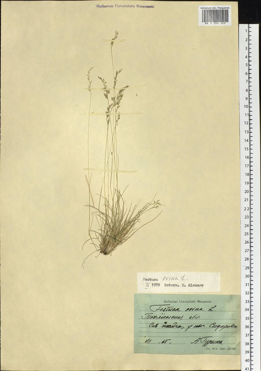 Festuca ovina L., Siberia, Western Siberia (S1) (Russia)