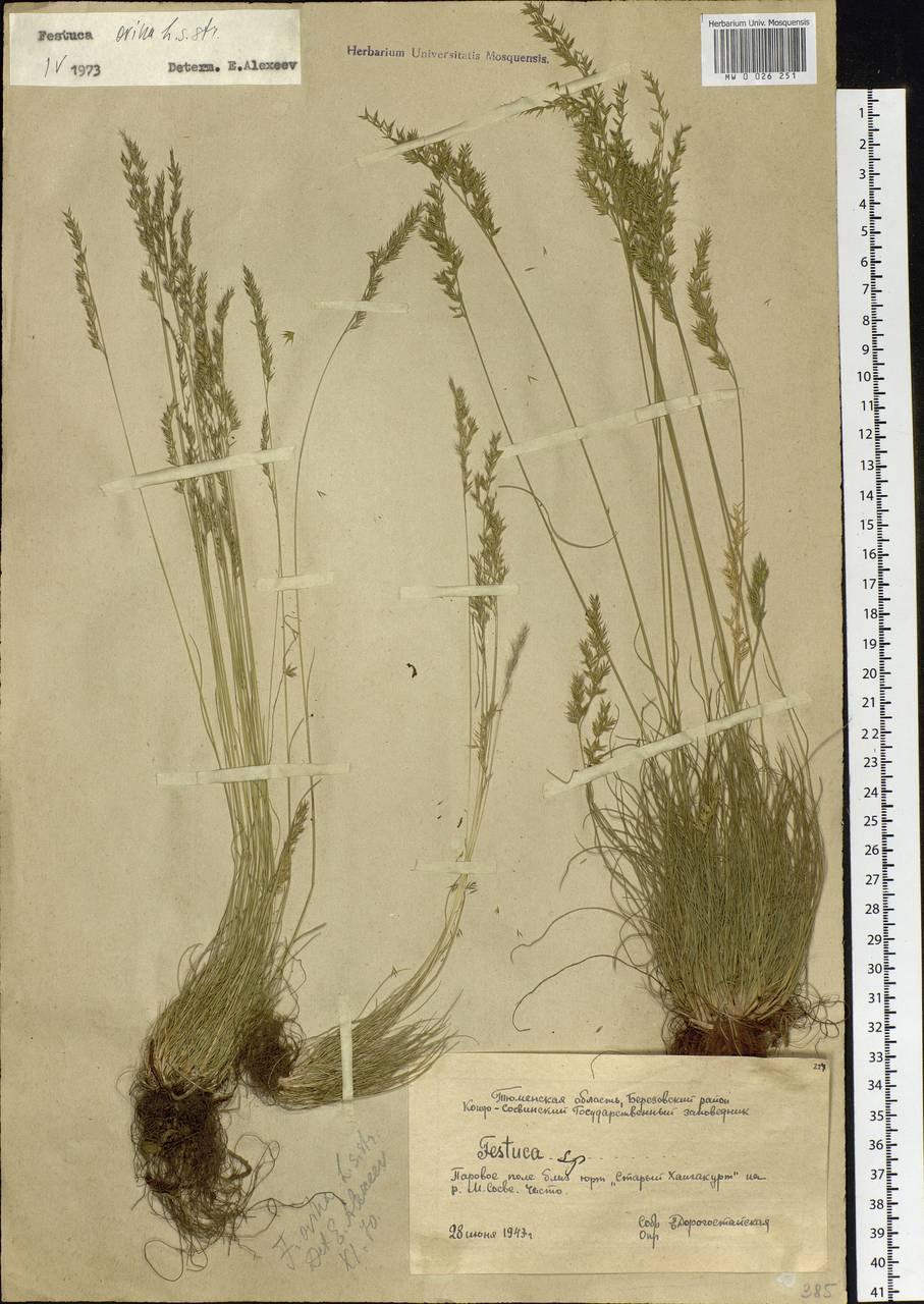 Festuca ovina L., Siberia, Western Siberia (S1) (Russia)