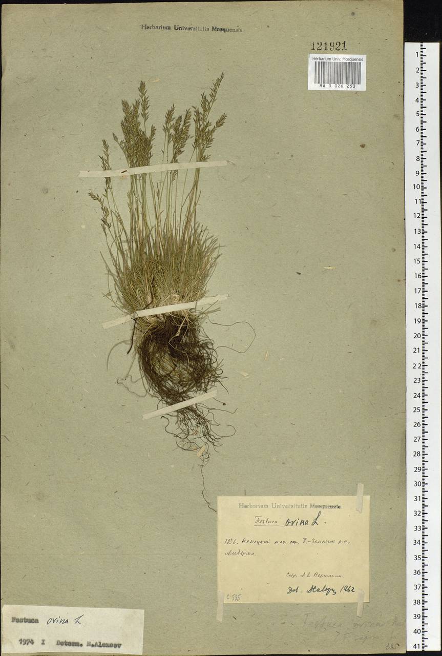 Festuca ovina L., Eastern Europe, Northern region (E1) (Russia)