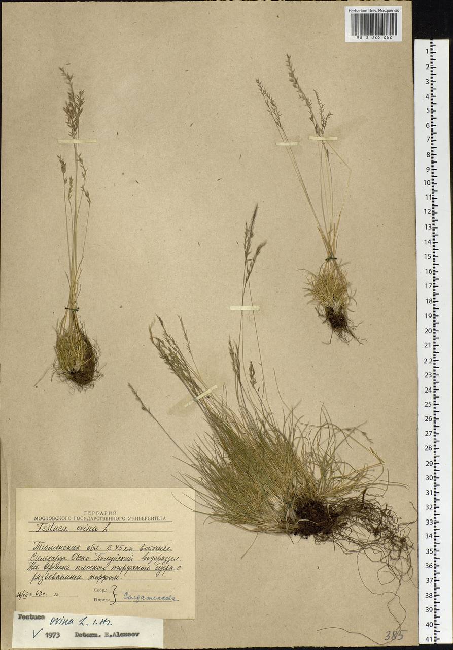 Festuca ovina L., Siberia, Western Siberia (S1) (Russia)