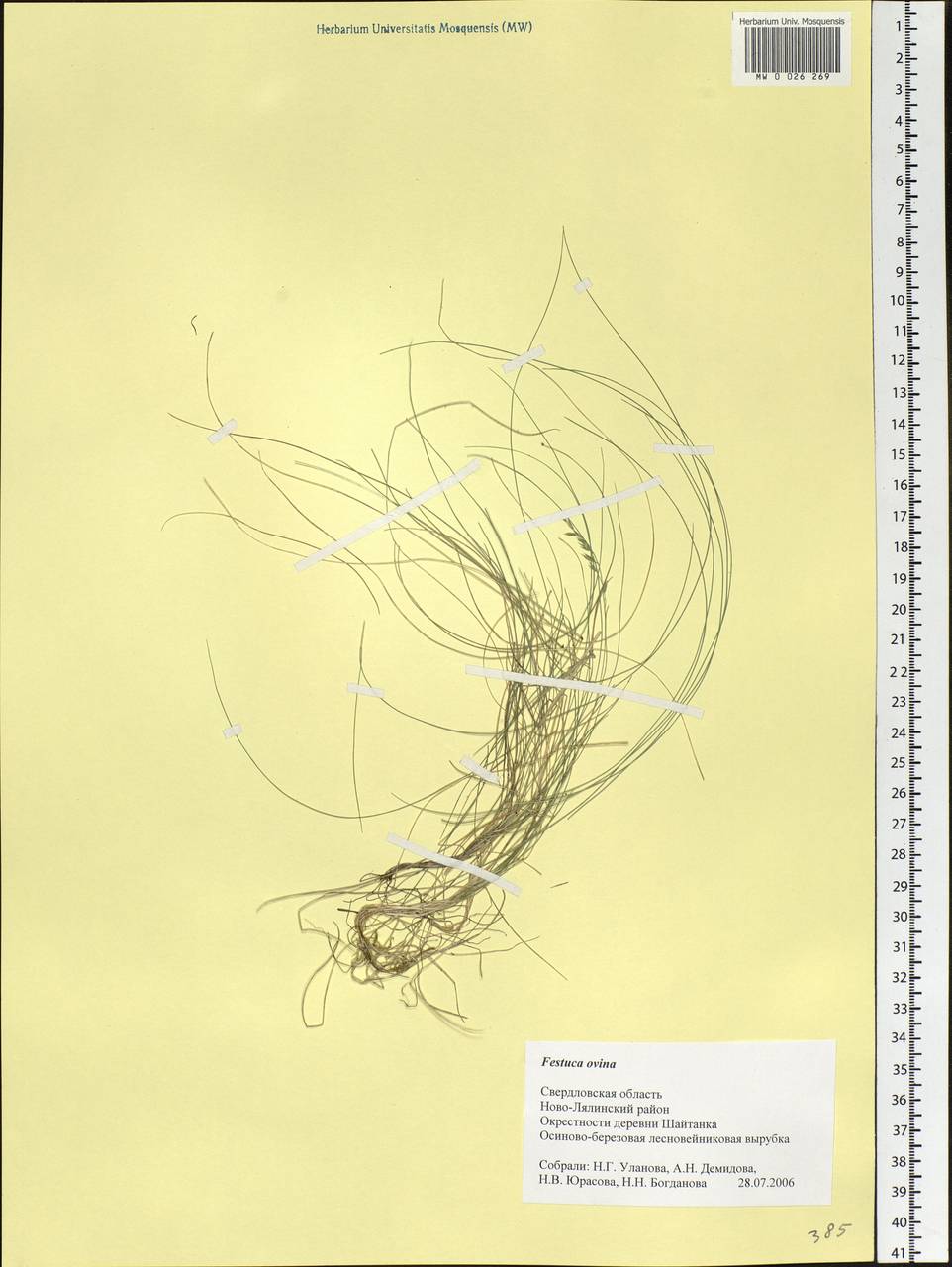 Festuca ovina L., Eastern Europe, Eastern region (E10) (Russia)