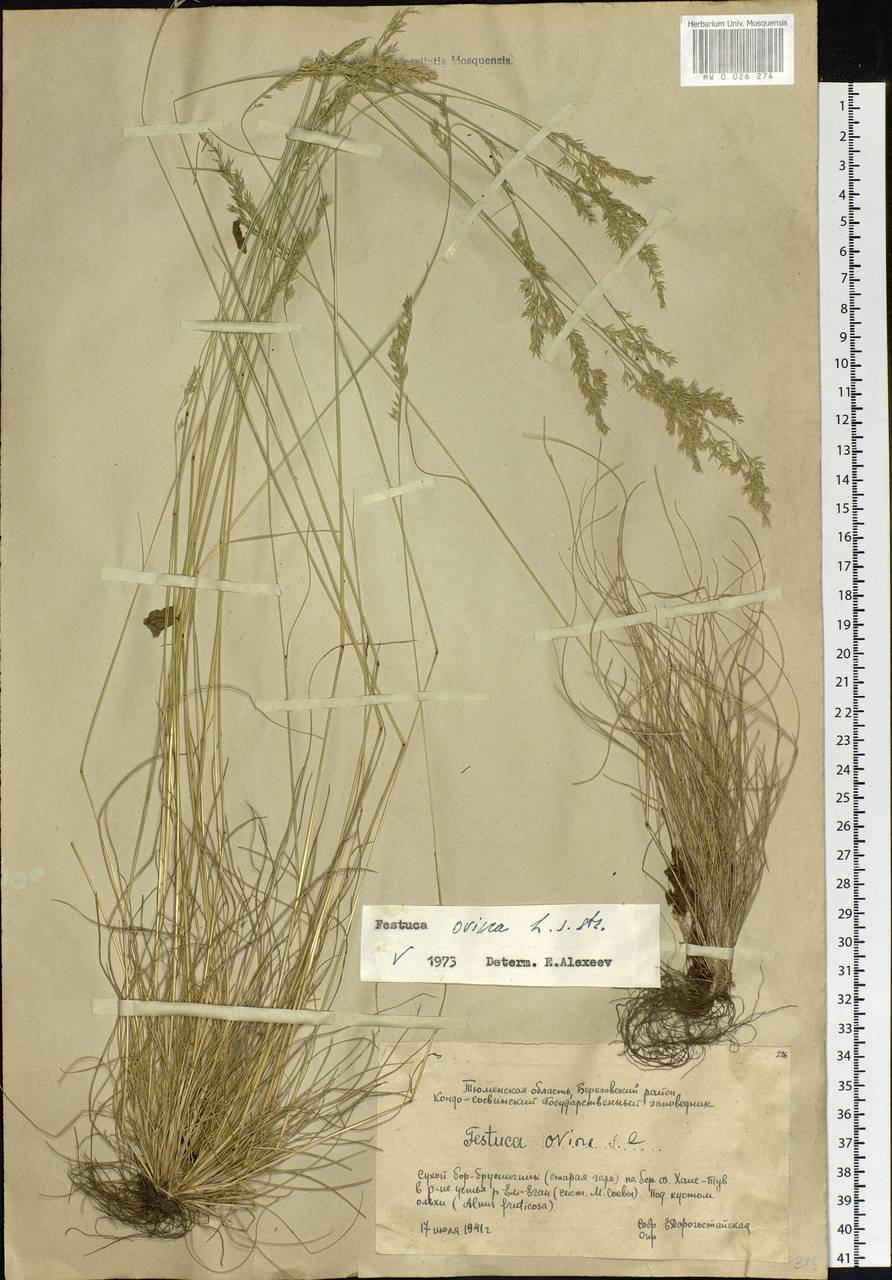 Festuca ovina L., Siberia, Western Siberia (S1) (Russia)
