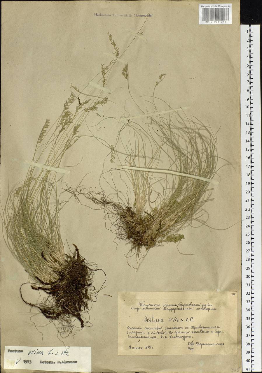 Festuca ovina L., Siberia, Western Siberia (S1) (Russia)