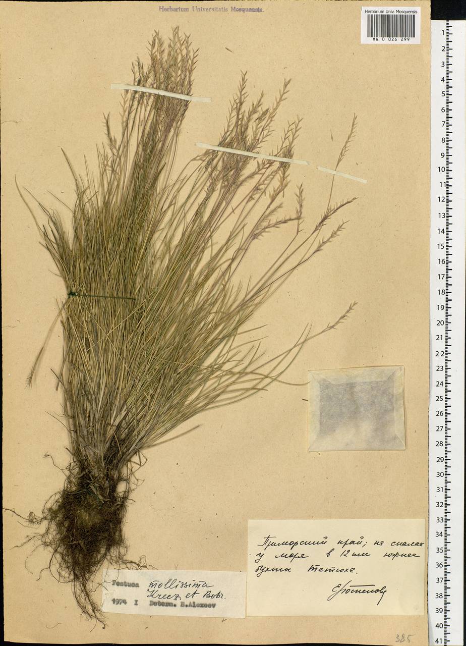 Festuca auriculata Drobow, Siberia, Russian Far East (S6) (Russia)