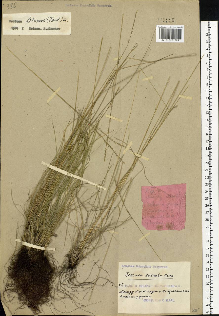 Festuca litvinovii (Tzvelev) E.B.Alexeev, Siberia, Russian Far East (S6) (Russia)