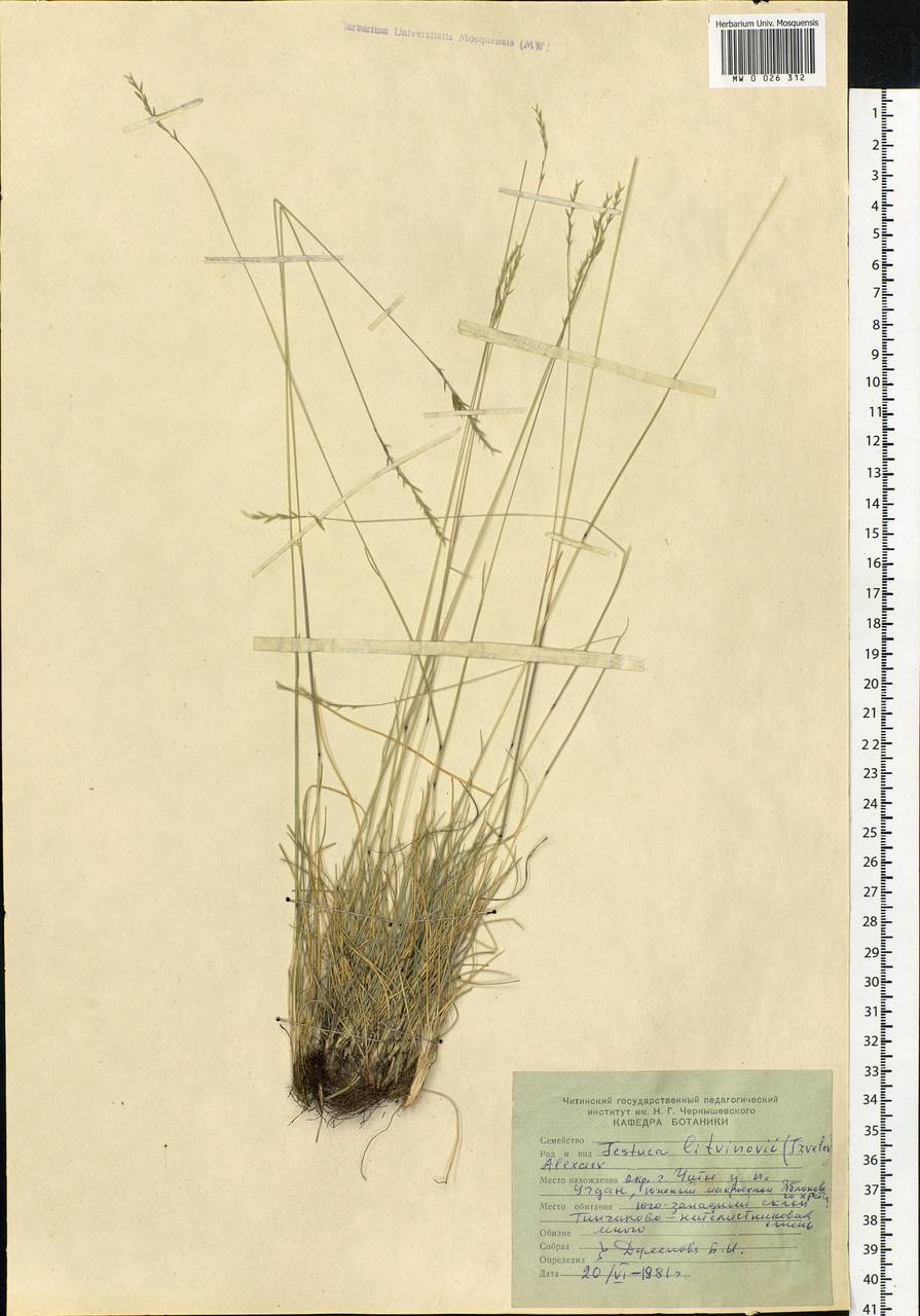 Festuca litvinovii (Tzvelev) E.B.Alexeev, Siberia, Baikal & Transbaikal region (S4) (Russia)