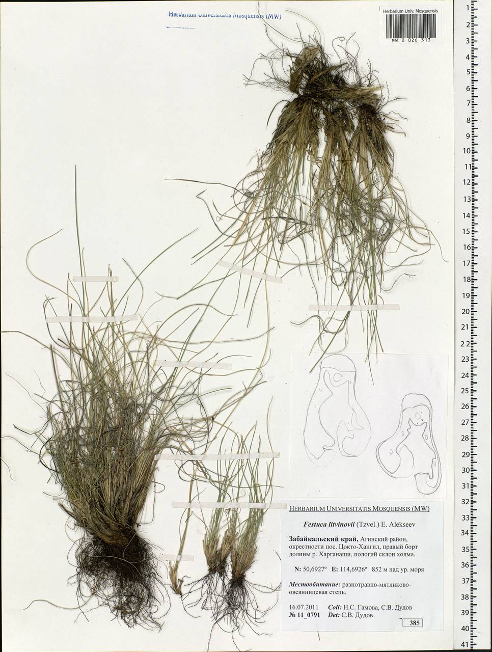 Festuca litvinovii (Tzvelev) E.B.Alexeev, Siberia, Baikal & Transbaikal region (S4) (Russia)