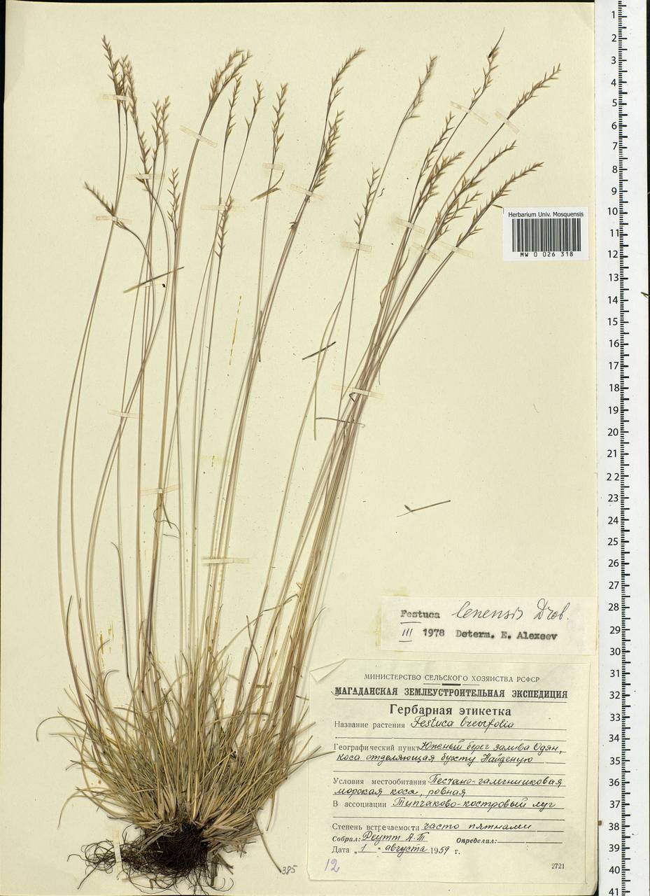 Festuca lenensis Drobow, Siberia, Chukotka & Kamchatka (S7) (Russia)