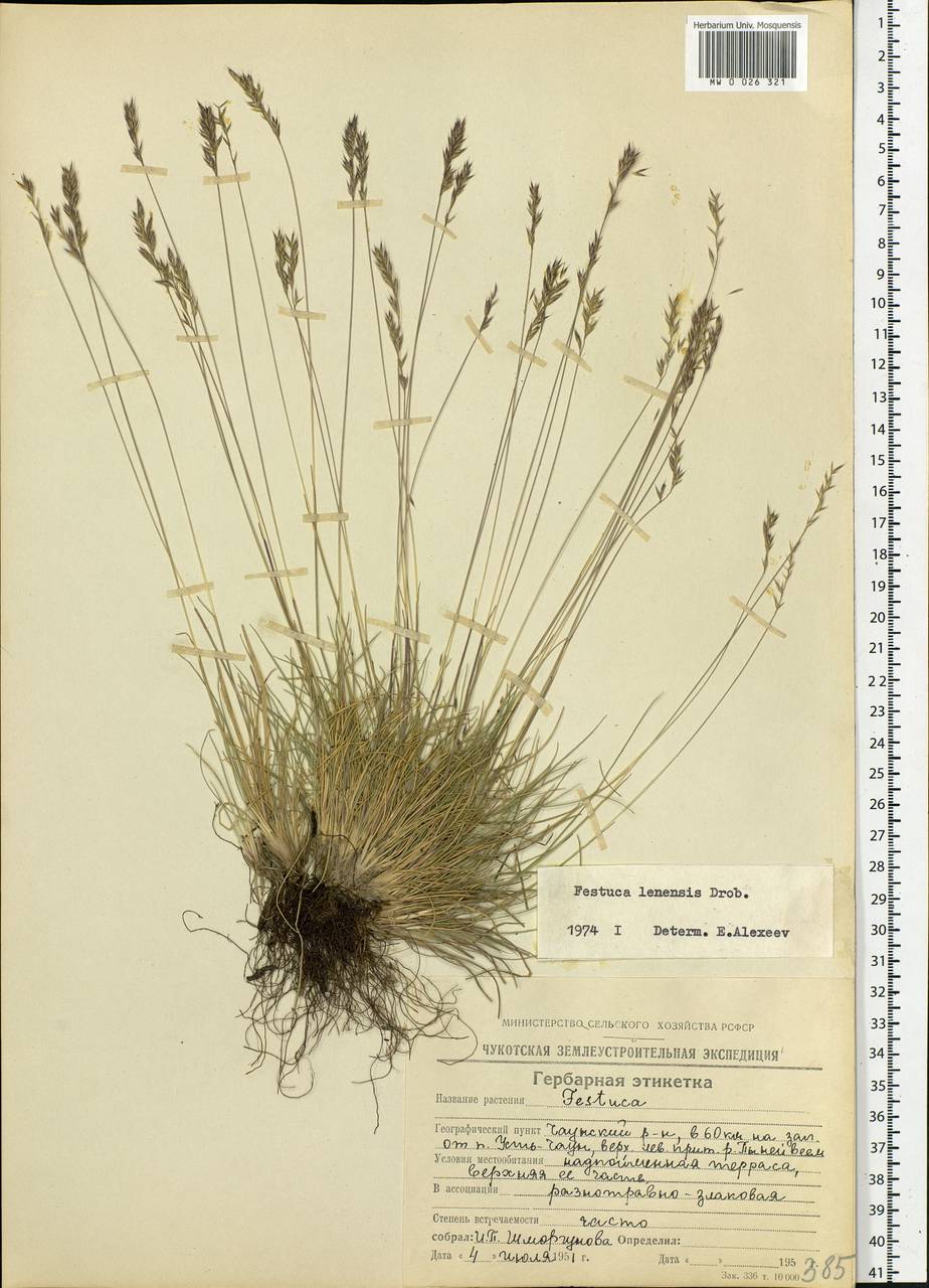 Festuca lenensis Drobow, Siberia, Chukotka & Kamchatka (S7) (Russia)
