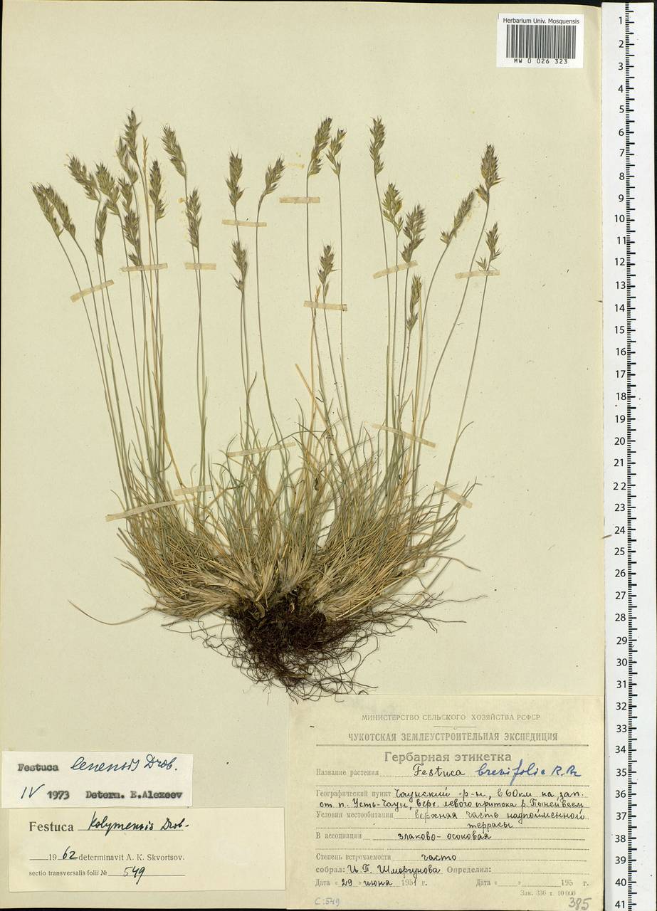 Festuca lenensis Drobow, Siberia, Chukotka & Kamchatka (S7) (Russia)