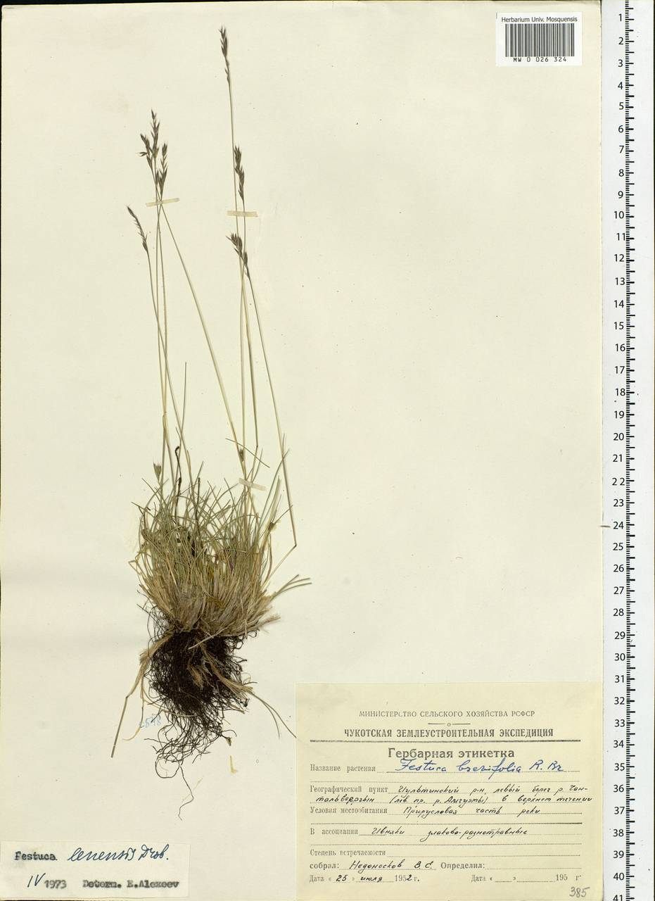 Festuca lenensis Drobow, Siberia, Chukotka & Kamchatka (S7) (Russia)