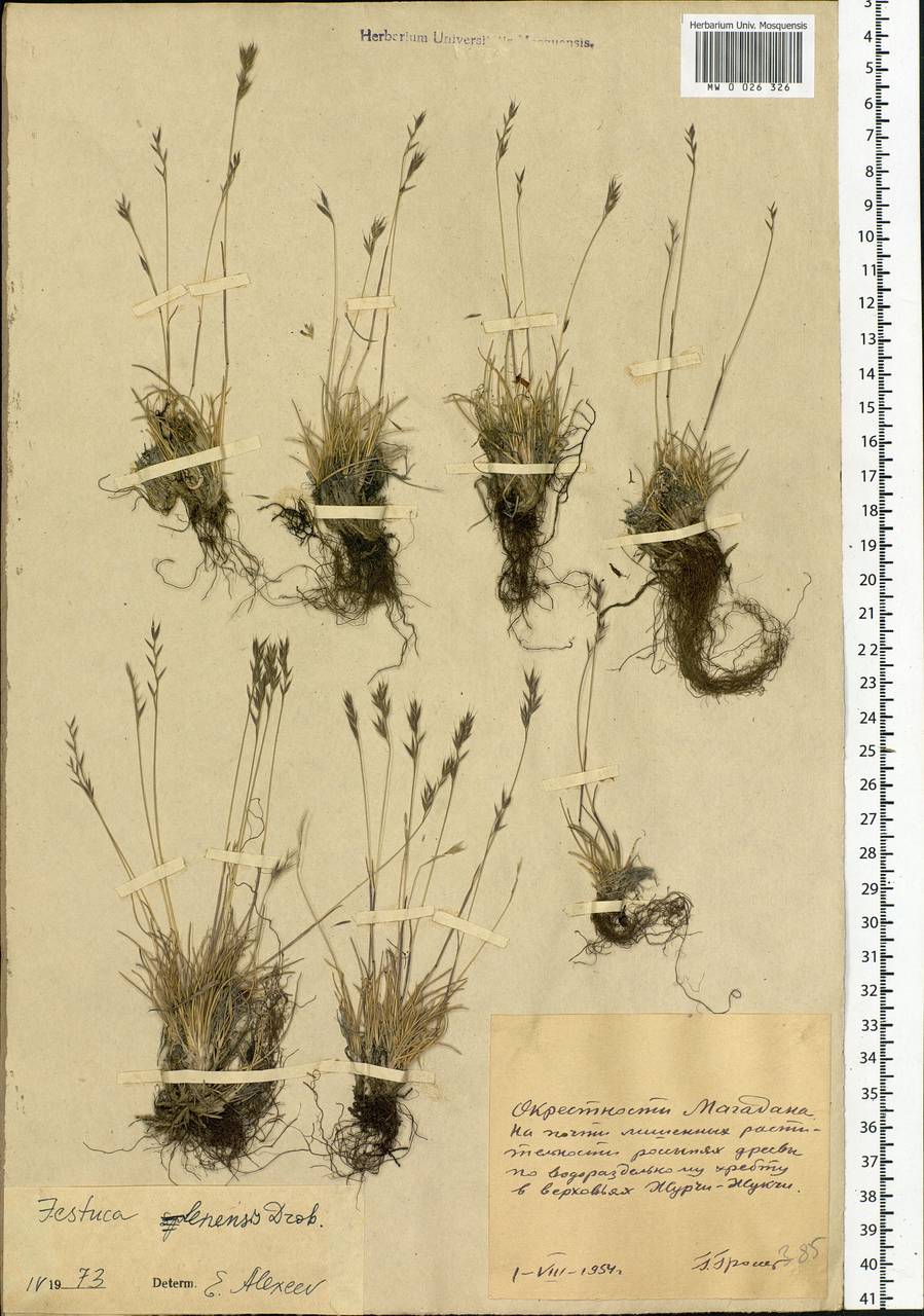 Festuca lenensis Drobow, Siberia, Chukotka & Kamchatka (S7) (Russia)
