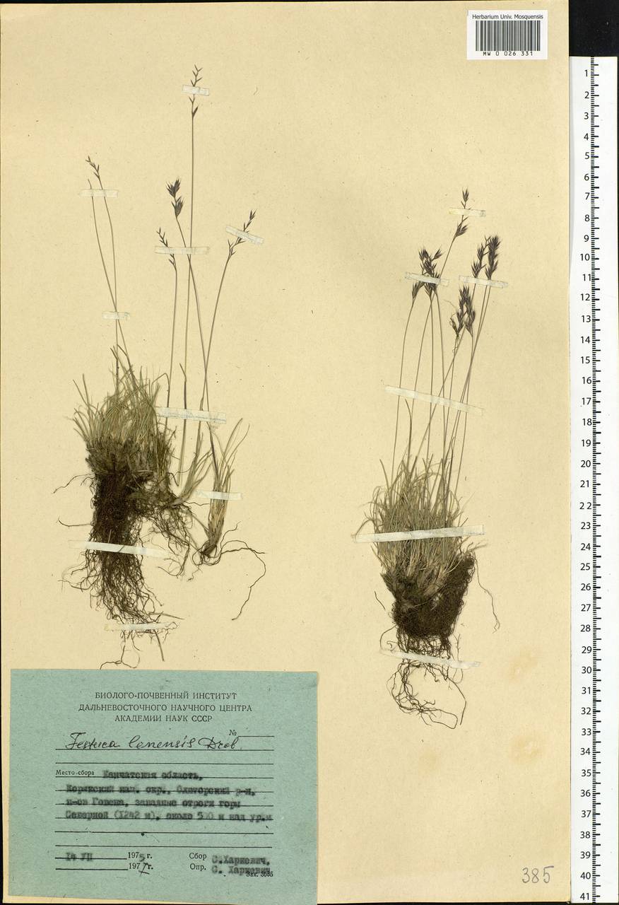 Festuca lenensis Drobow, Siberia, Chukotka & Kamchatka (S7) (Russia)