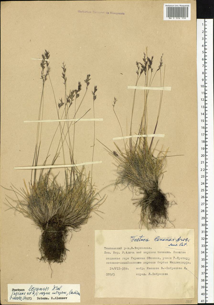 Festuca lenensis Drobow, Siberia, Yakutia (S5) (Russia)