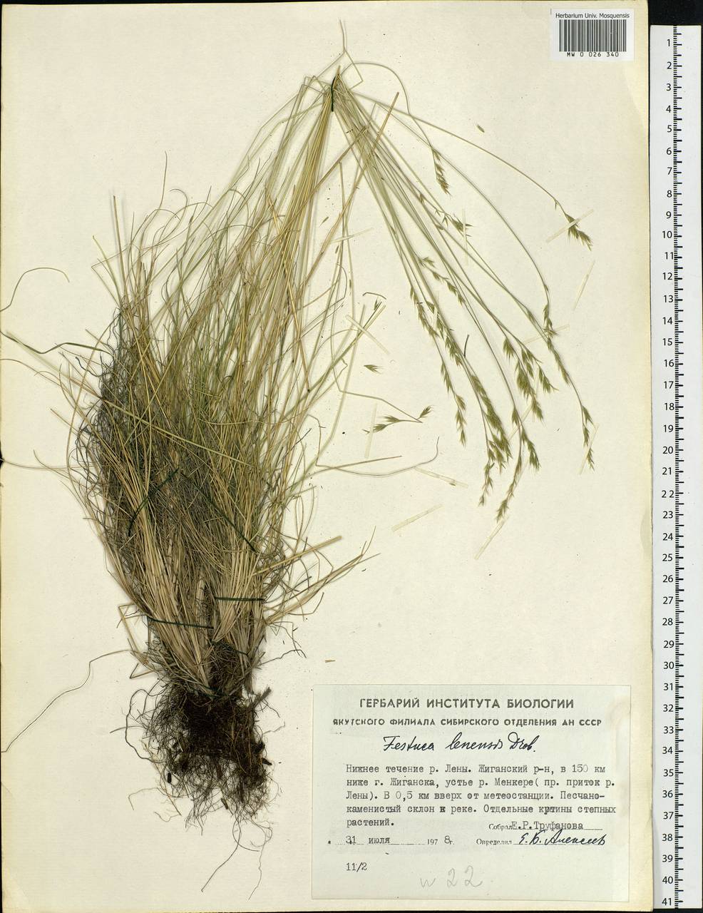 Festuca lenensis Drobow, Siberia, Yakutia (S5) (Russia)