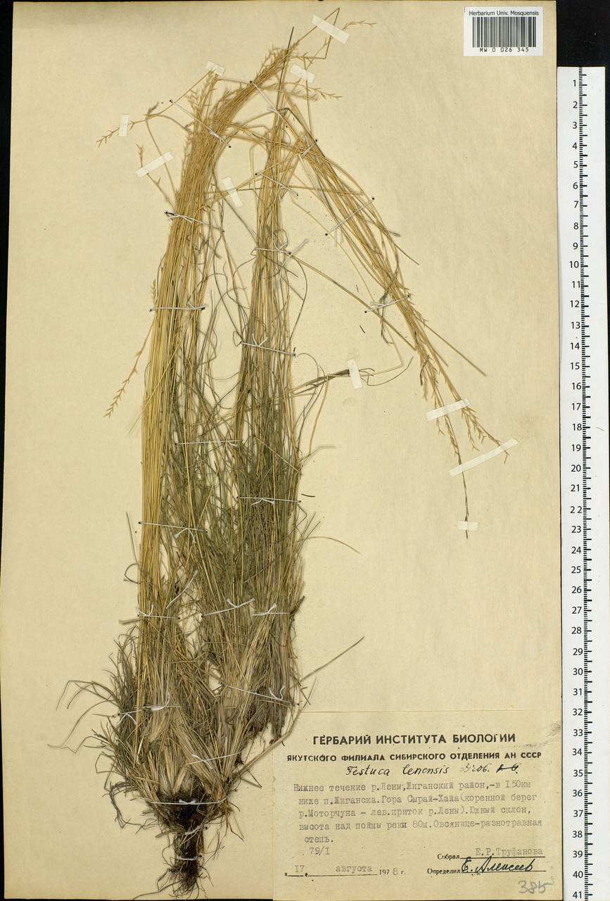 Festuca lenensis Drobow, Siberia, Yakutia (S5) (Russia)