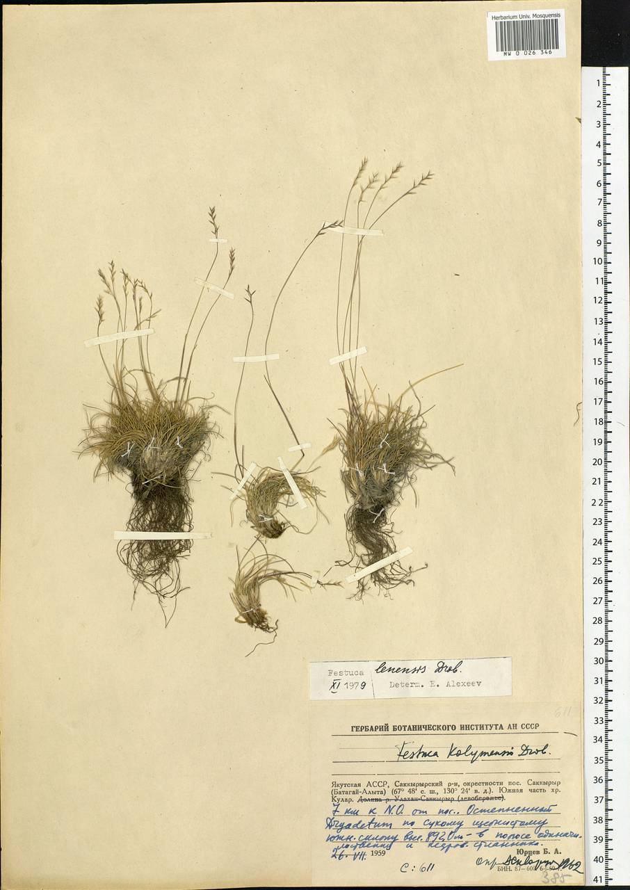 Festuca lenensis Drobow, Siberia, Yakutia (S5) (Russia)