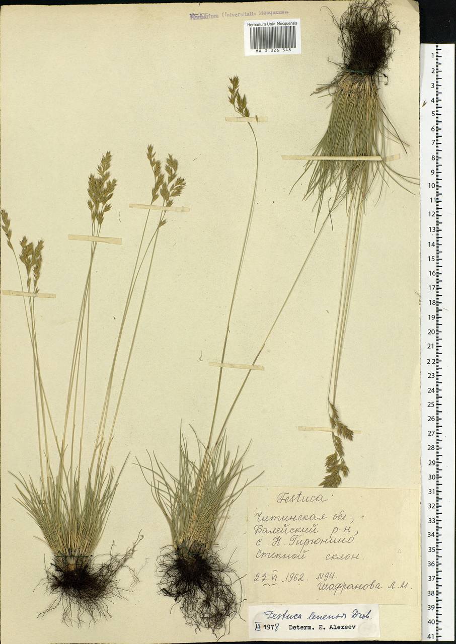 Festuca lenensis Drobow, Siberia, Baikal & Transbaikal region (S4) (Russia)