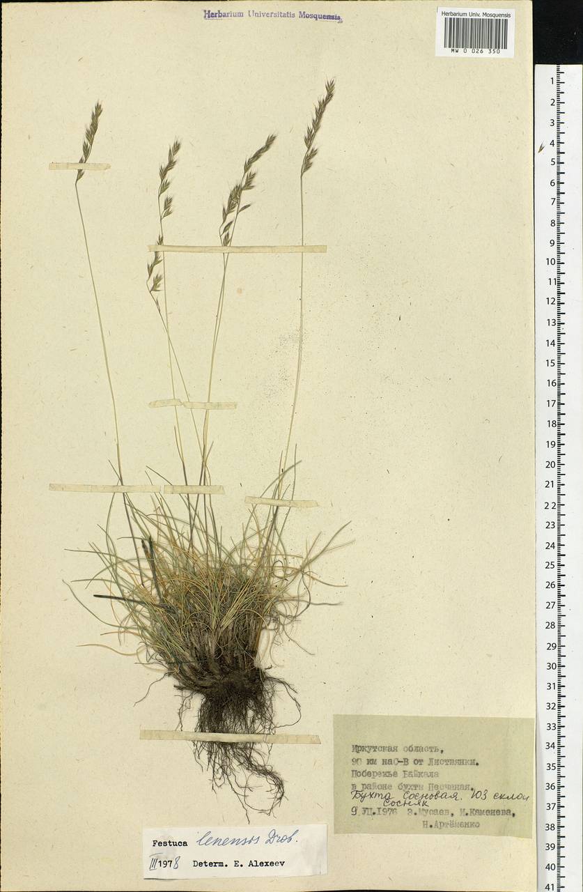 Festuca lenensis Drobow, Siberia, Baikal & Transbaikal region (S4) (Russia)