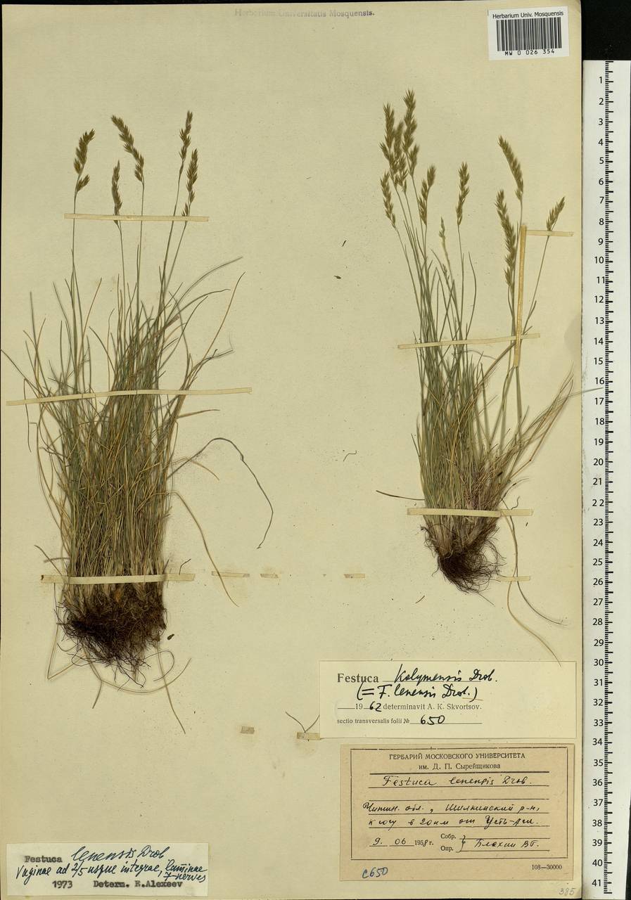 Festuca lenensis Drobow, Siberia, Baikal & Transbaikal region (S4) (Russia)