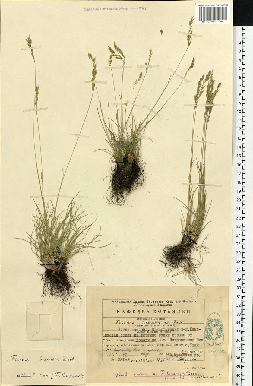 Festuca lenensis Drobow, Siberia, Baikal & Transbaikal region (S4) (Russia)