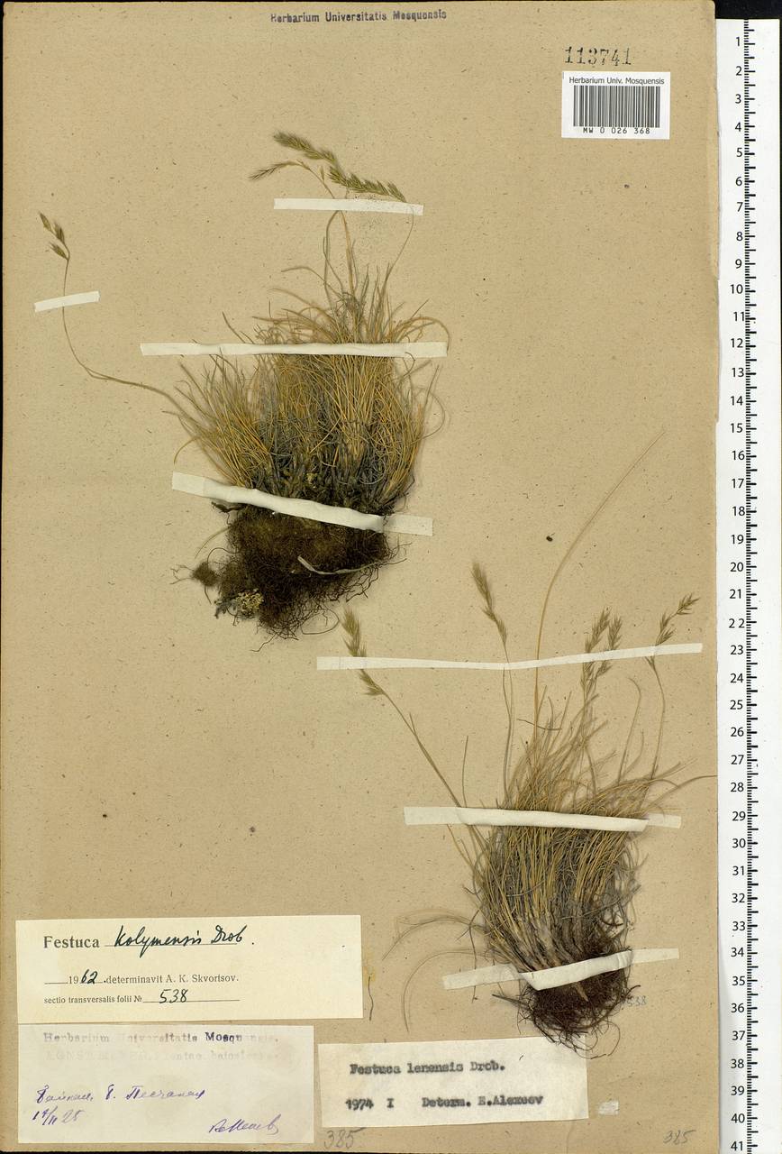 Festuca lenensis Drobow, Siberia, Baikal & Transbaikal region (S4) (Russia)