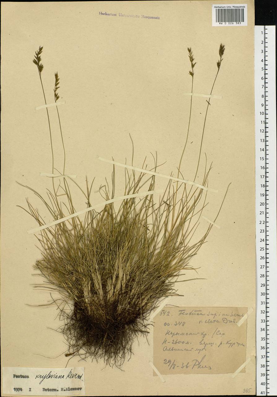 Festuca kryloviana Reverd., Siberia, Western (Kazakhstan) Altai Mountains (S2a) (Kazakhstan)