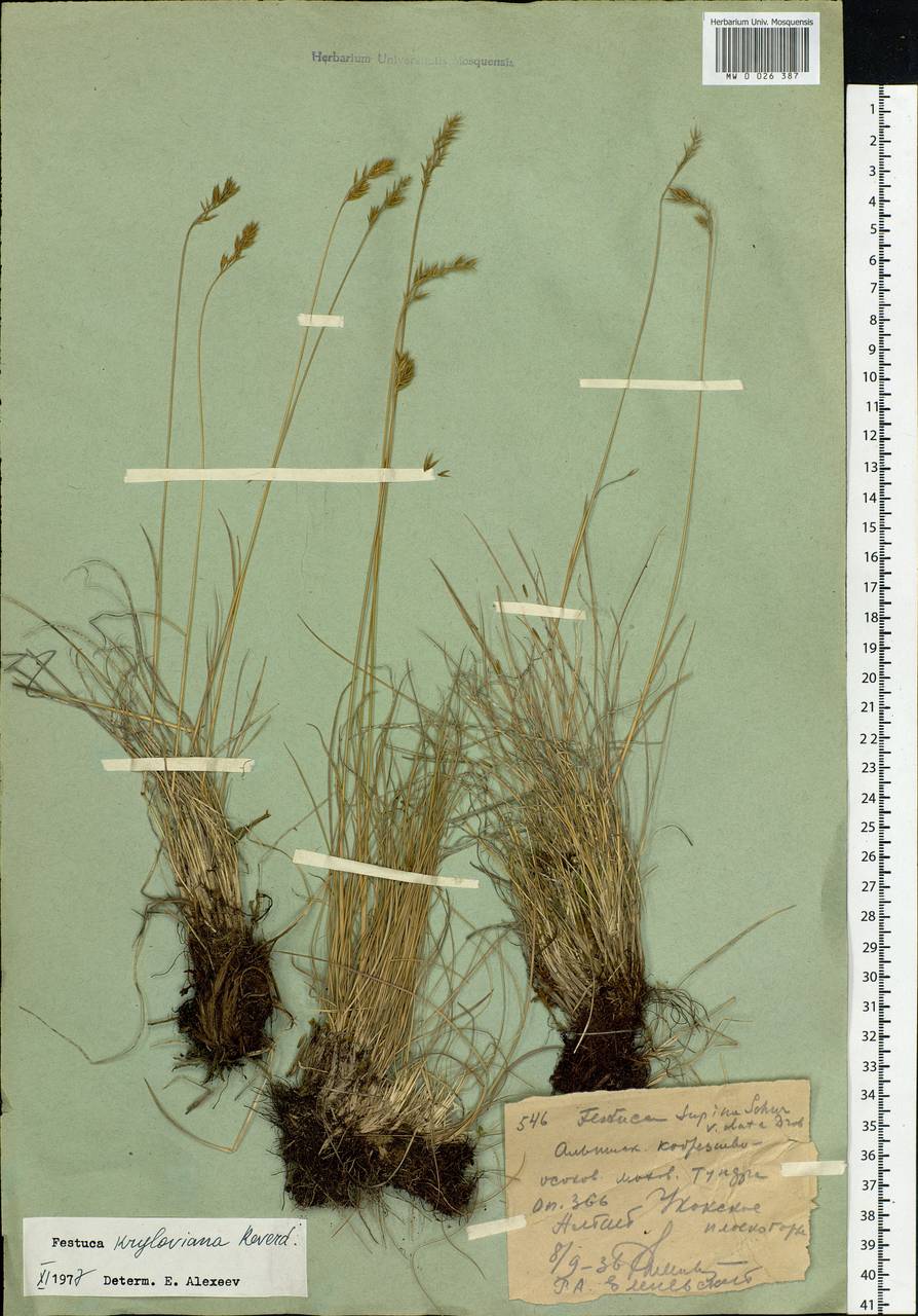 Festuca kryloviana Reverd., Siberia, Altai & Sayany Mountains (S2) (Russia)