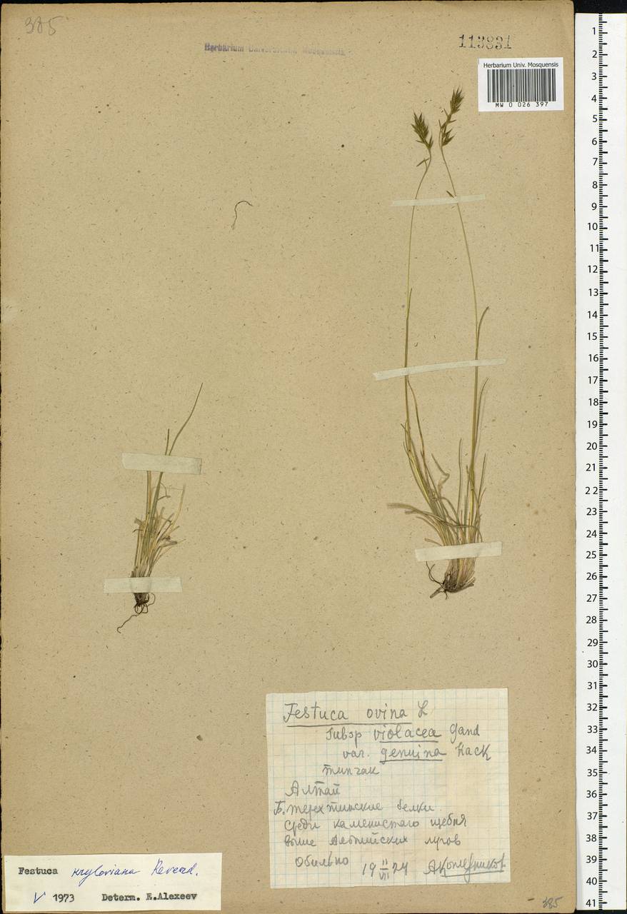 Festuca kryloviana Reverd., Siberia, Altai & Sayany Mountains (S2) (Russia)