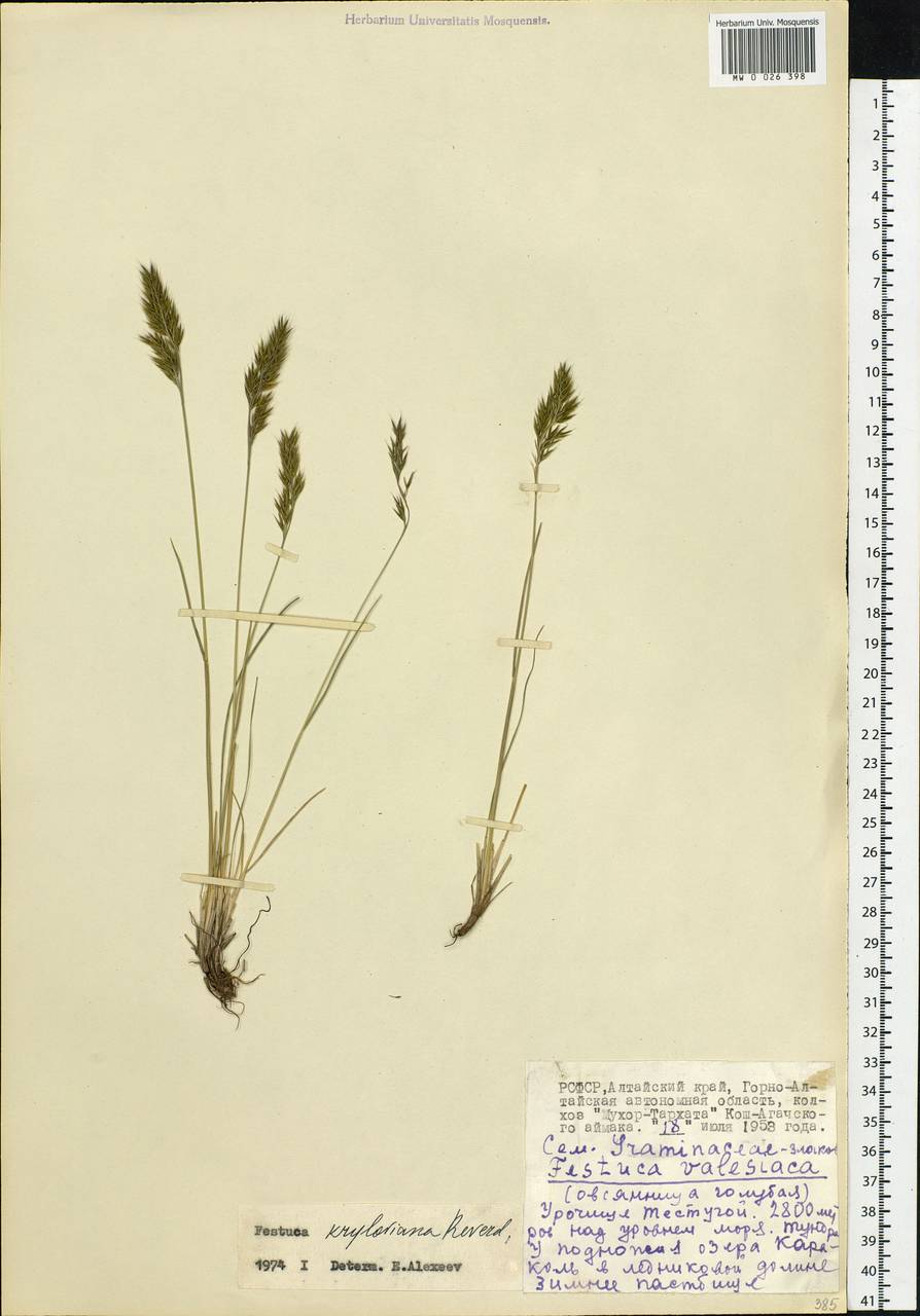 Festuca kryloviana Reverd., Siberia, Altai & Sayany Mountains (S2) (Russia)