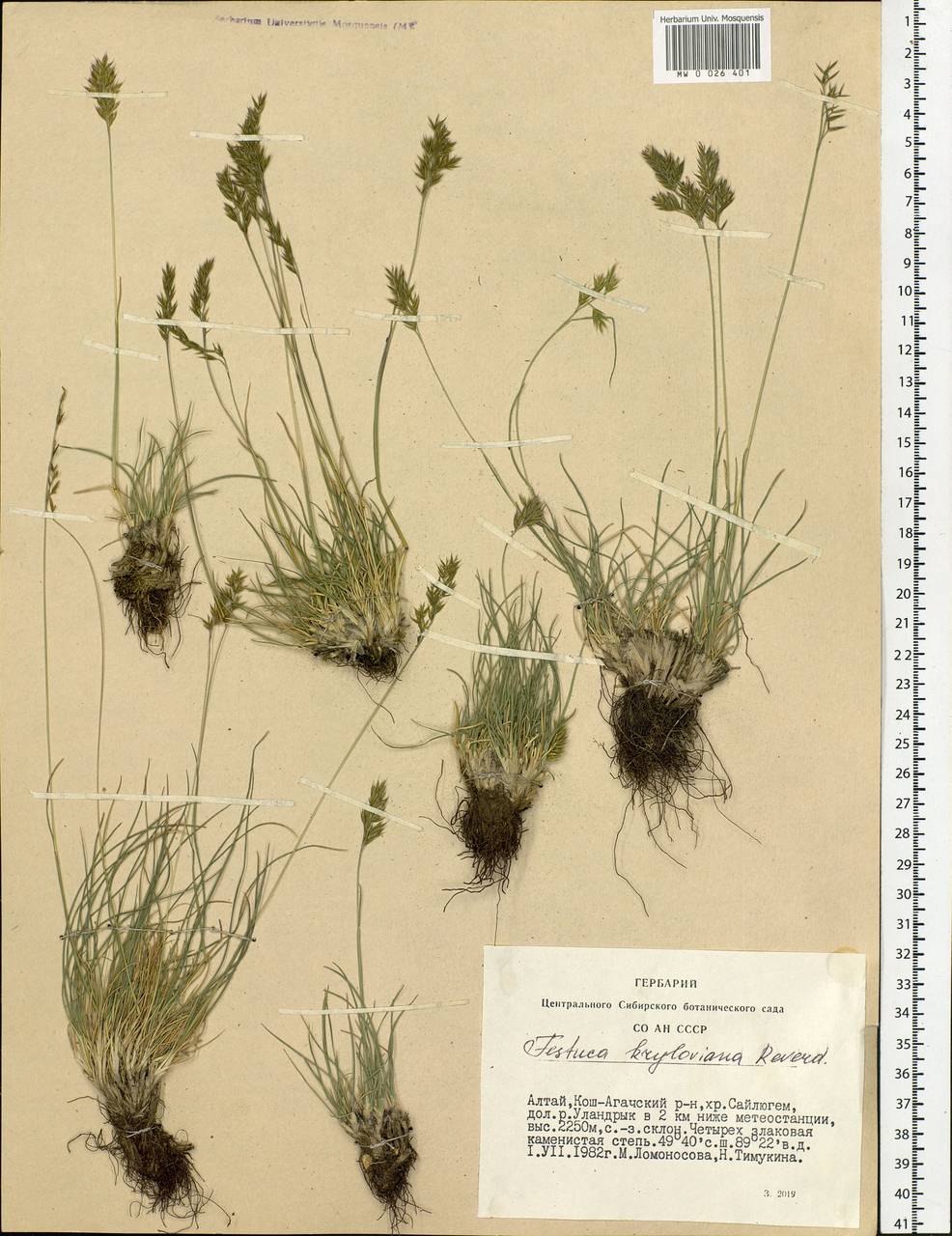 Festuca kryloviana Reverd., Siberia, Altai & Sayany Mountains (S2) (Russia)