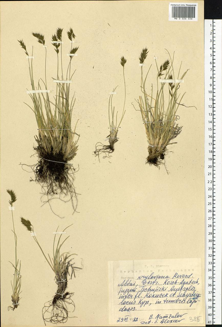 Festuca kryloviana Reverd., Siberia, Altai & Sayany Mountains (S2) (Russia)