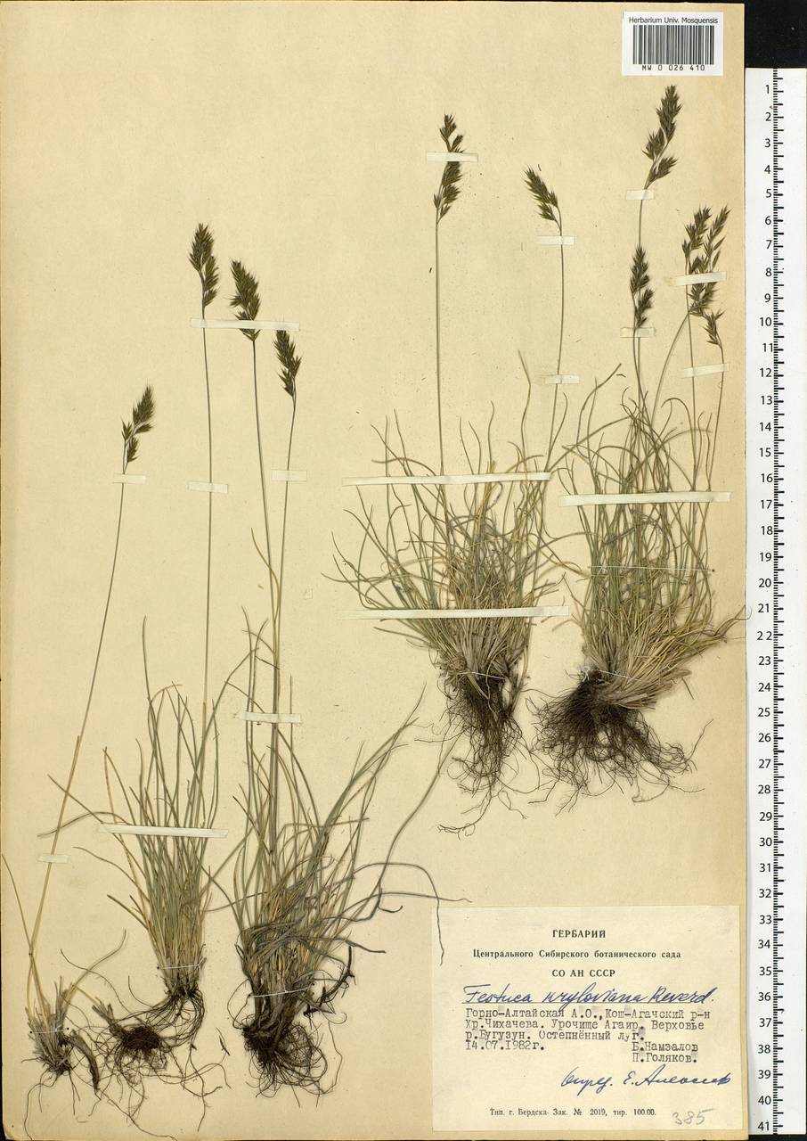 Festuca kryloviana Reverd., Siberia, Altai & Sayany Mountains (S2) (Russia)