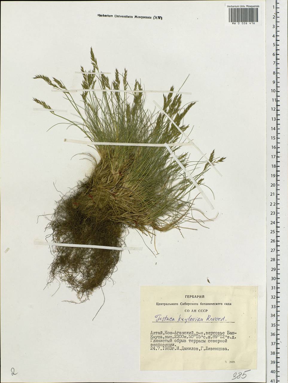 Festuca kryloviana Reverd., Siberia, Altai & Sayany Mountains (S2) (Russia)