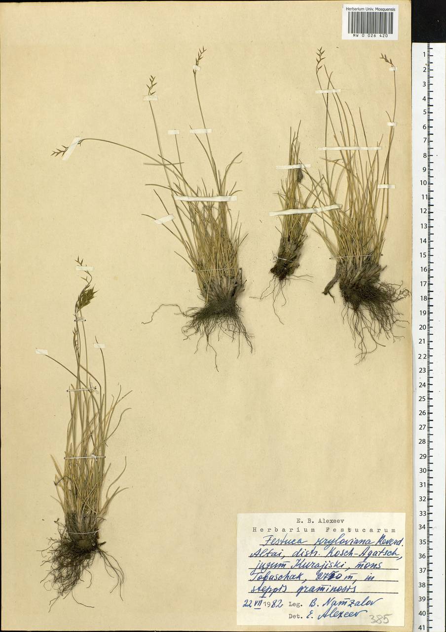 Festuca kryloviana Reverd., Siberia, Altai & Sayany Mountains (S2) (Russia)