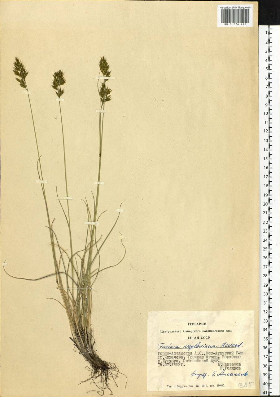 Festuca kryloviana Reverd., Siberia, Altai & Sayany Mountains (S2) (Russia)