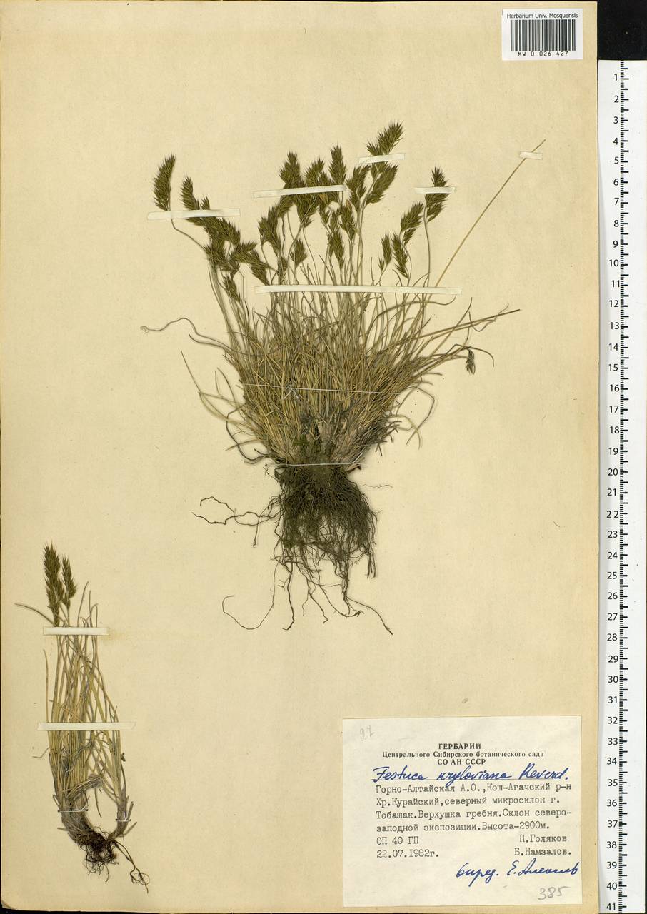 Festuca kryloviana Reverd., Siberia, Altai & Sayany Mountains (S2) (Russia)