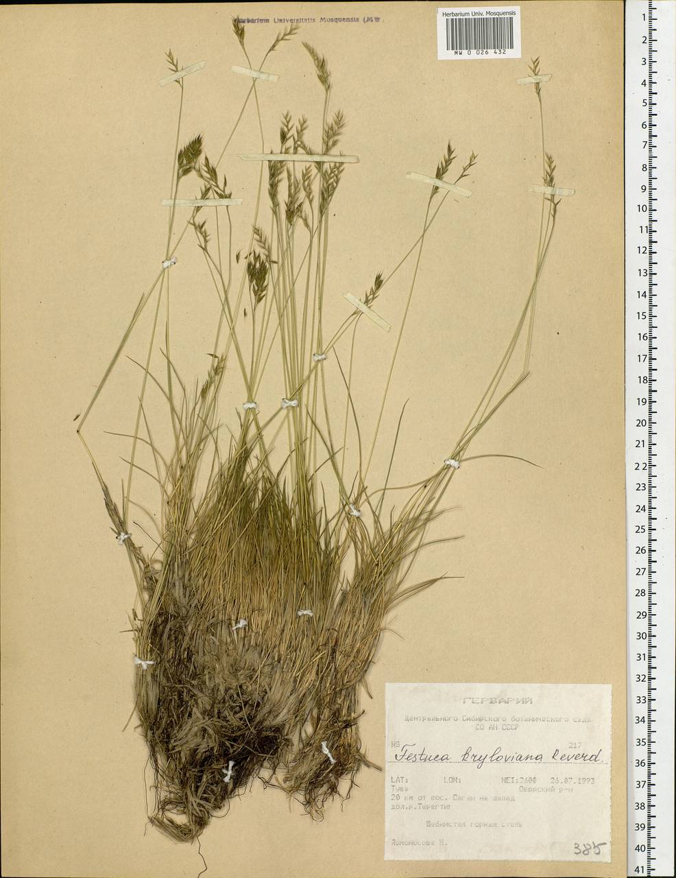 Festuca kryloviana Reverd., Siberia, Altai & Sayany Mountains (S2) (Russia)