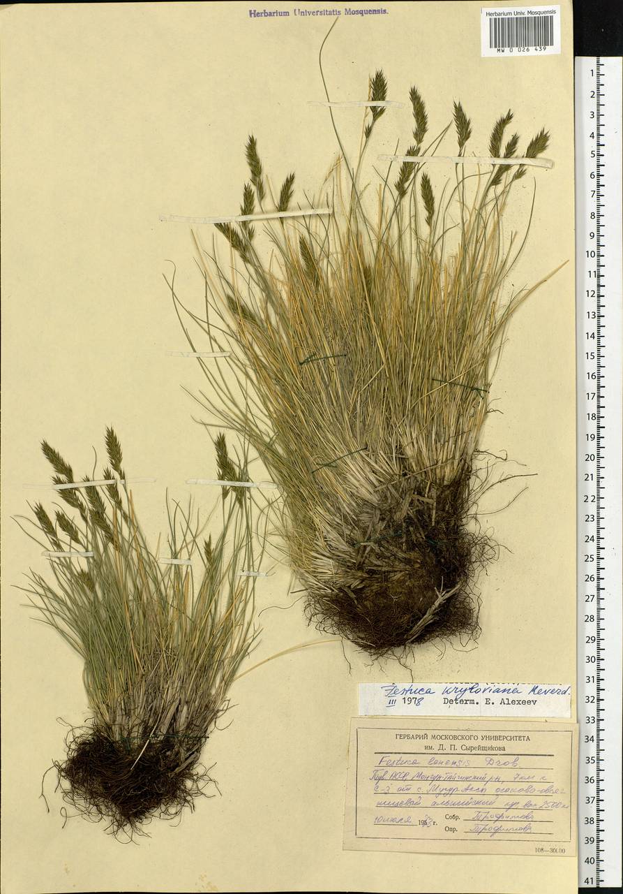 Festuca kryloviana Reverd., Siberia, Altai & Sayany Mountains (S2) (Russia)