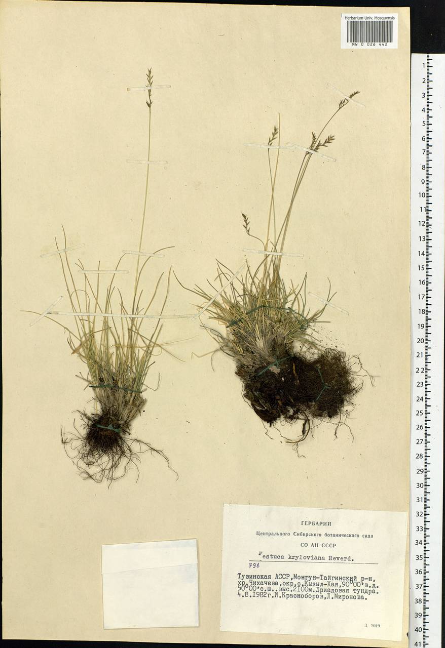 Festuca kryloviana Reverd., Siberia, Altai & Sayany Mountains (S2) (Russia)