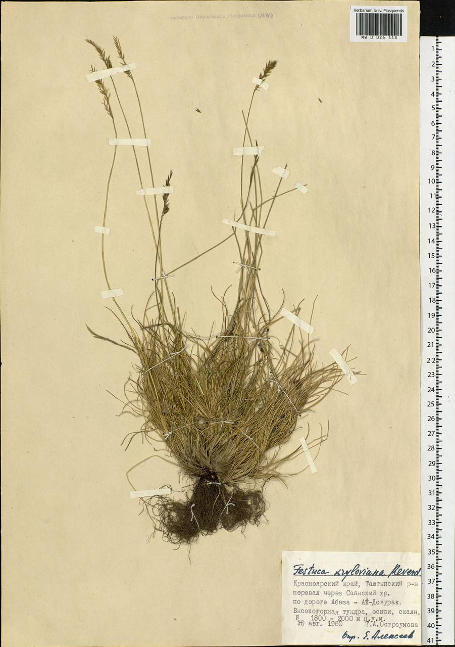 Festuca kryloviana Reverd., Siberia, Altai & Sayany Mountains (S2) (Russia)